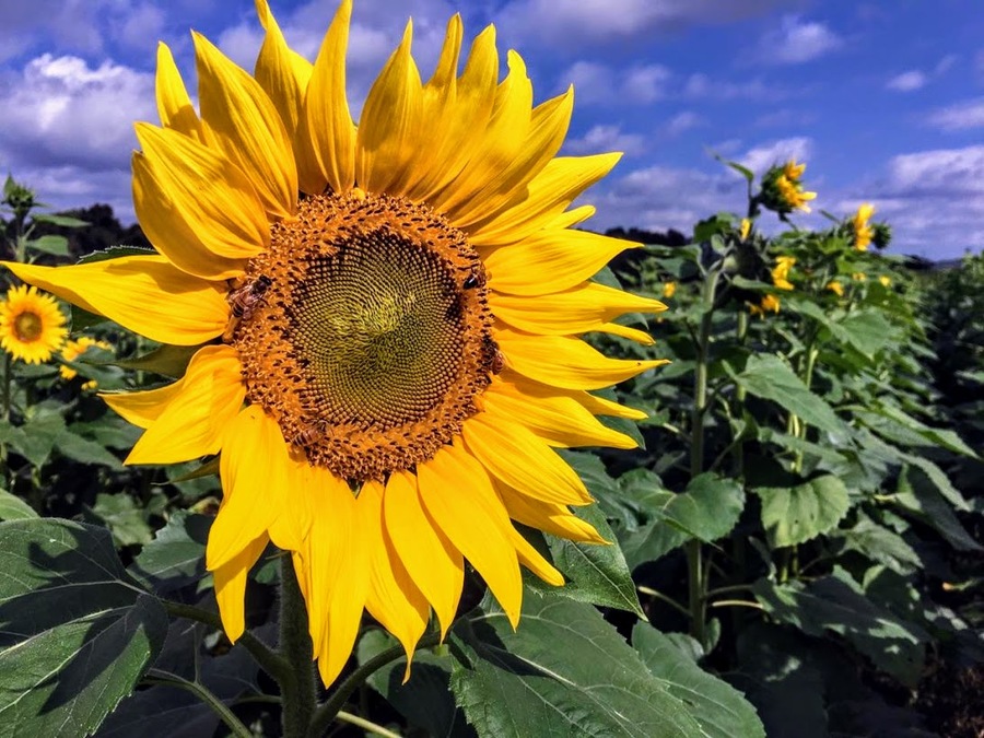 SUNFLOWERS EVERYWHERE The Big Bloom